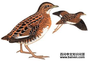 ���Ｆ��ͼ��