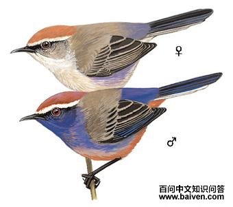 ����ȸݺ��ͼ��