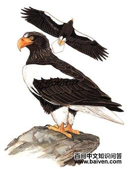 ��ͷ�����ͼ��