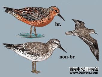 �츹���ֵ�ͼ��