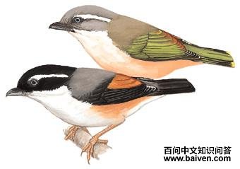 ����V�̵�ͼ��