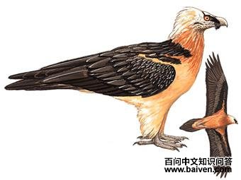 ��أ�յ�ͼ��