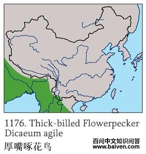 �����Ļ���ĵ����ֲ�ͼ