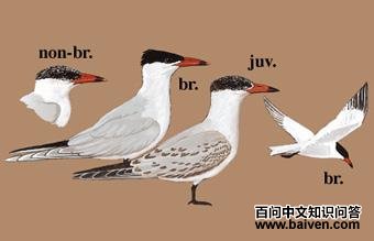 �����Ÿ��ͼ��