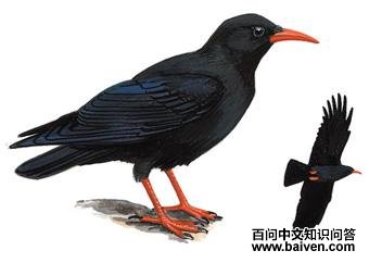 ����ɽѻ��ͼ��