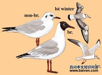 ����Ÿ��ͼ��