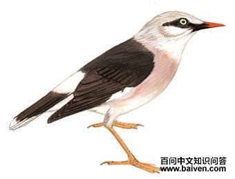 ��������ͼ��