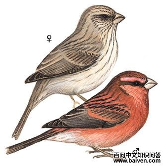 ������ȸ��ͼ��