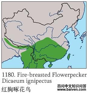 �����Ļ���ĵ����ֲ�ͼ