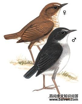 �׺��̳���ͼ��