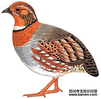 ����ɽ����ͼ��