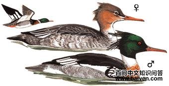 ������ɳѼ��ͼ��