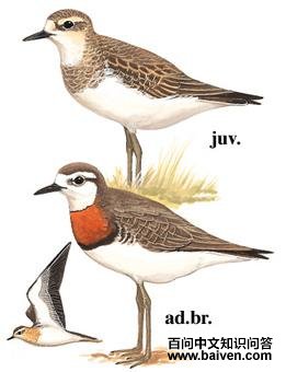 �����a��ͼ��