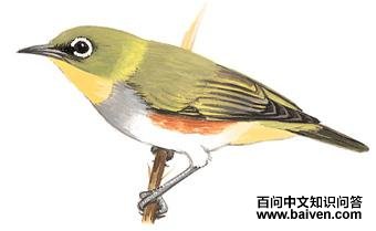 ��в�������ͼ��