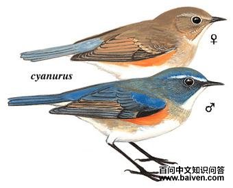 ��в��β��ͼ��