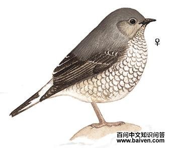 ��βˮ��ͼ��