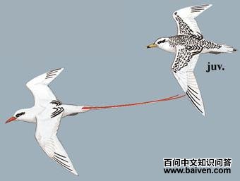 ��β�s��ͼ��