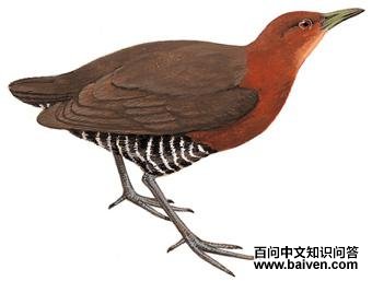 �׺���������ͼ��