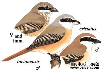 ��β���͵�ͼ��