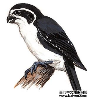 ����С����ͼ��