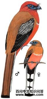 ��ͷҧ���ͼ��