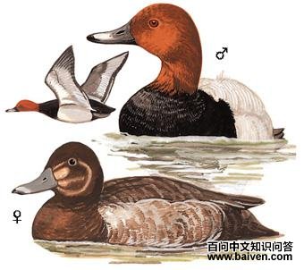 ��ͷǱѼ��ͼ��