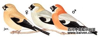 ��ͷ��ȸ��ͼ��