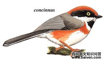 ��ͷ[��β]ɽȸ��ͼ��