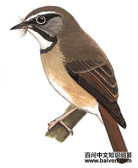 �׺�[��]�l��ͼ��