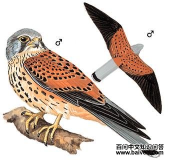 ������ͼ��