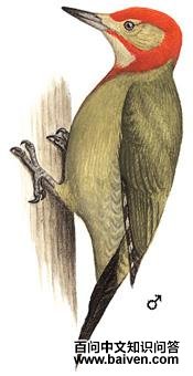 �쾱����ľ���ͼ��