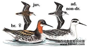 �쾱�����ֵ�ͼ��