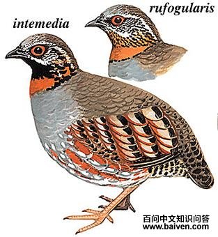 ���ɽ����ͼ��