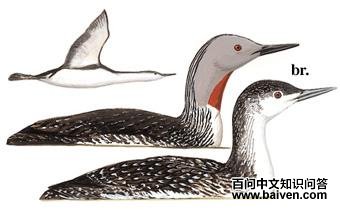 ���Ǳ���ͼ��