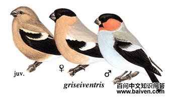 �츹��ȸ��ͼ��