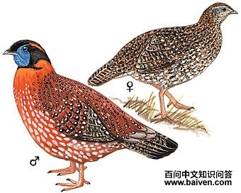 �츹������ͼ��