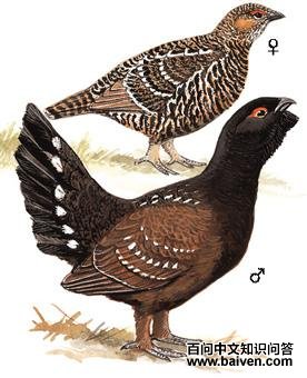 �����ɼ���ͼ��