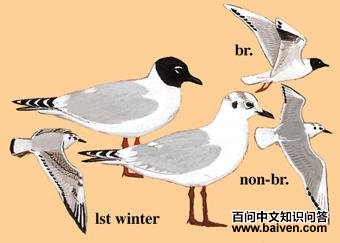 ����Ÿ��ͼ��