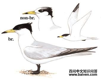 ����˷�ͷ��Ÿ��ͼ��