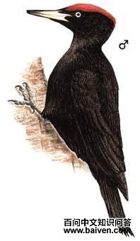 ����ľ���ͼ��