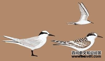 ������Ÿ��ͼ��