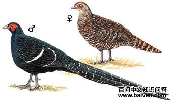 �ڳ�β����ͼ��