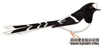 �׹���β��ͼ��