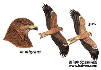 ����ͼ��