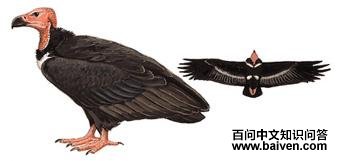 ��أ�յ�ͼ��