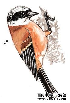 �׹���ȸ��ͼ��