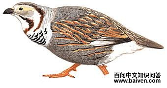 ����ѩ����ͼ��