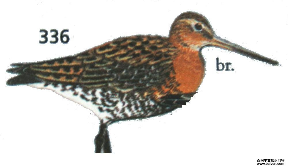 ��β���ֵ�ͼ��