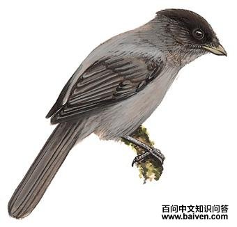 ��ͷ��ѻ��ͼ��