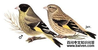 ��ͷ���[ȸ]��ͼ��